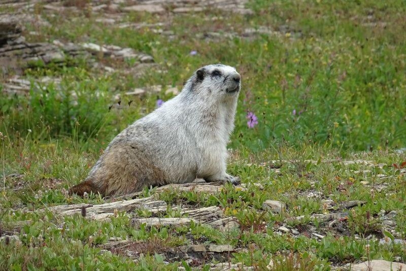 Parc animalier, Saint-Geniez (Alpes de Haute Provence)